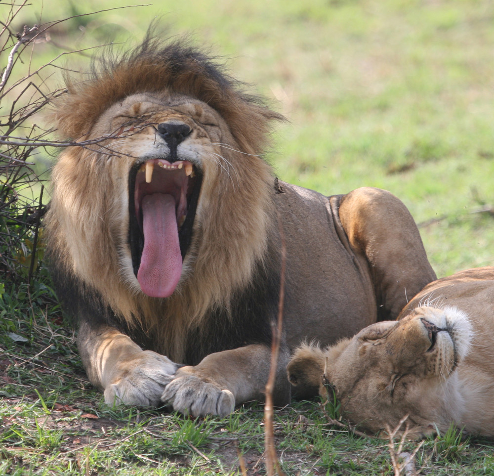 PAS TRES POLI ...LE SIMBA !!!