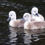 Pas un, pas deux mais trois.