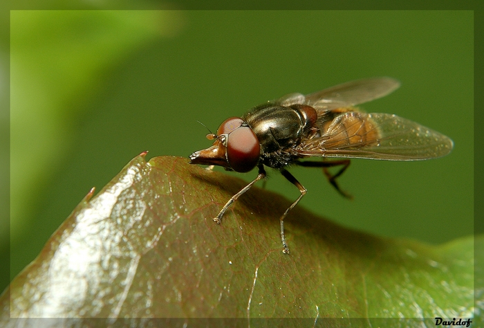 pas une mouche mais une Rhingie