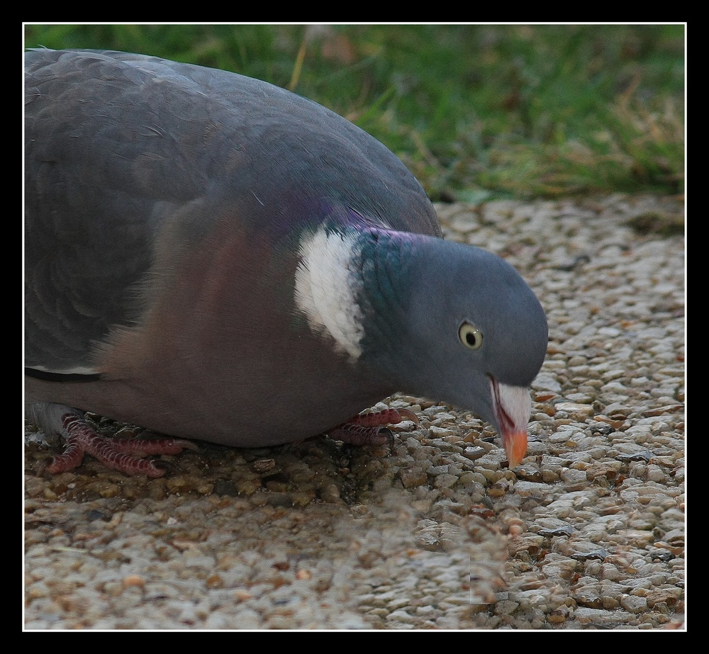 " Pas vraiment timide ce pigeon "