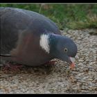 " Pas vraiment timide ce pigeon "