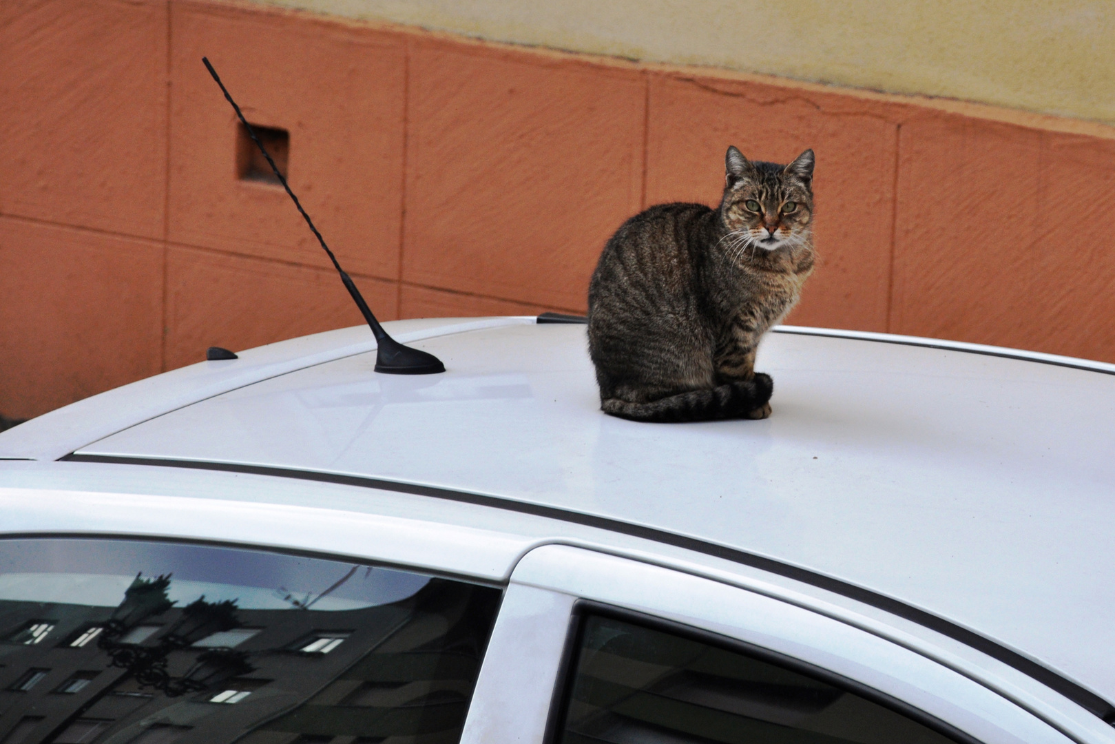 Pasajero felino