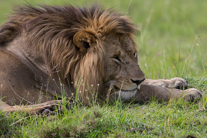 Pascha Foto & Bild tiere, wildlife, säugetiere Bilder auf