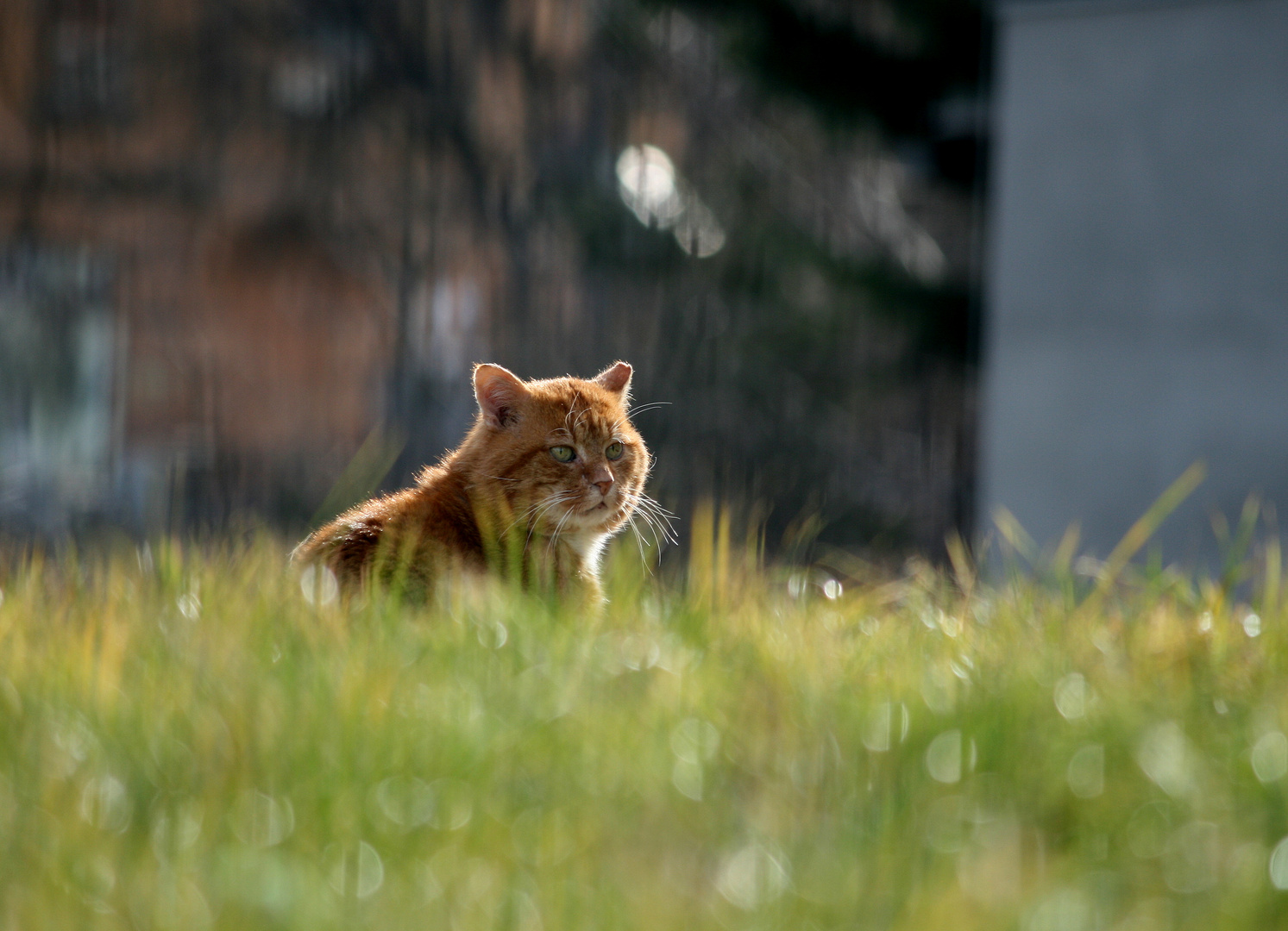 Pascha auf einer grünen Wiese