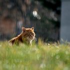 Pascha auf einer grünen Wiese