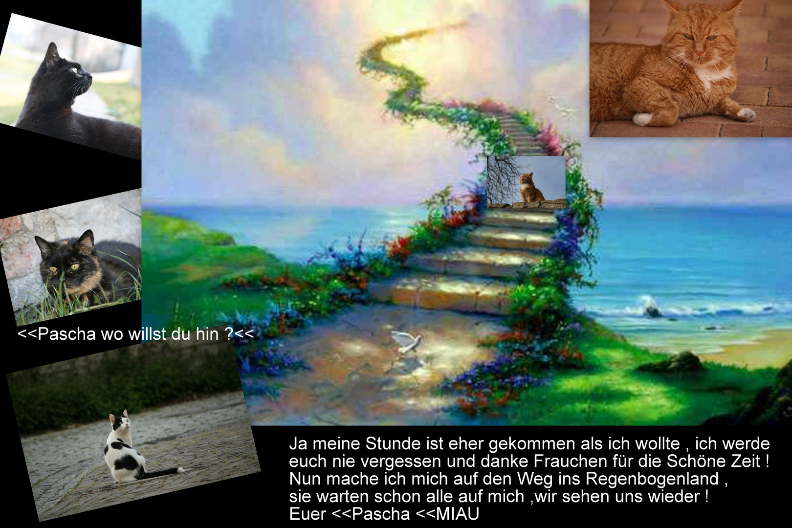 Pascha Hat Die Regenbogenbrucke Erreicht Foto Bild Tiere Haustiere Katzen Bilder Auf Fotocommunity
