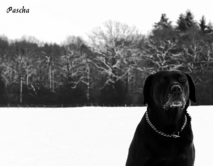 Pascha im Schnee