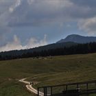 Pascoli e sentieri altopiano di asiago