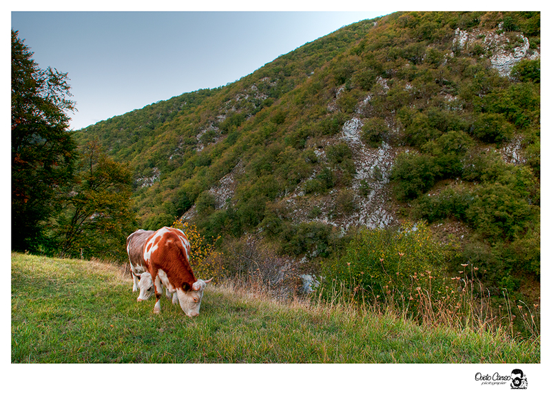 Pascolo a 1500mt