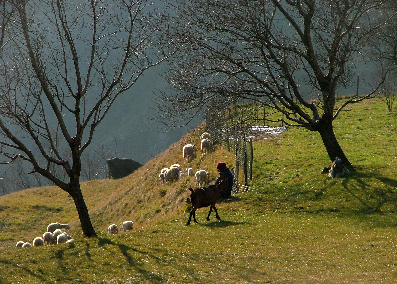 Pascolo a San Tommaso