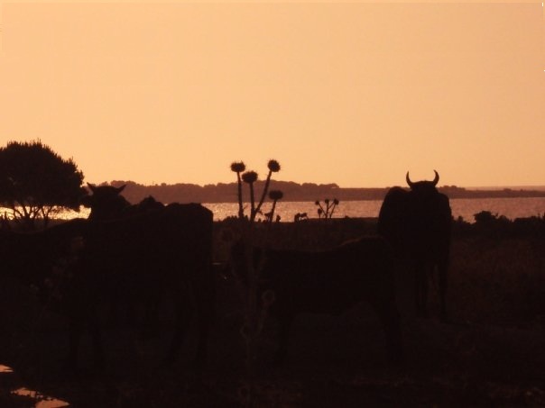 pascolo al tramonto a san vito lo capo Tp