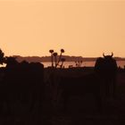 pascolo al tramonto a san vito lo capo Tp