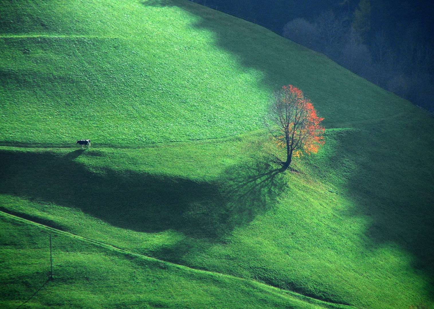 Pascolo d'autunno ...