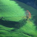 Pascolo d'autunno ...