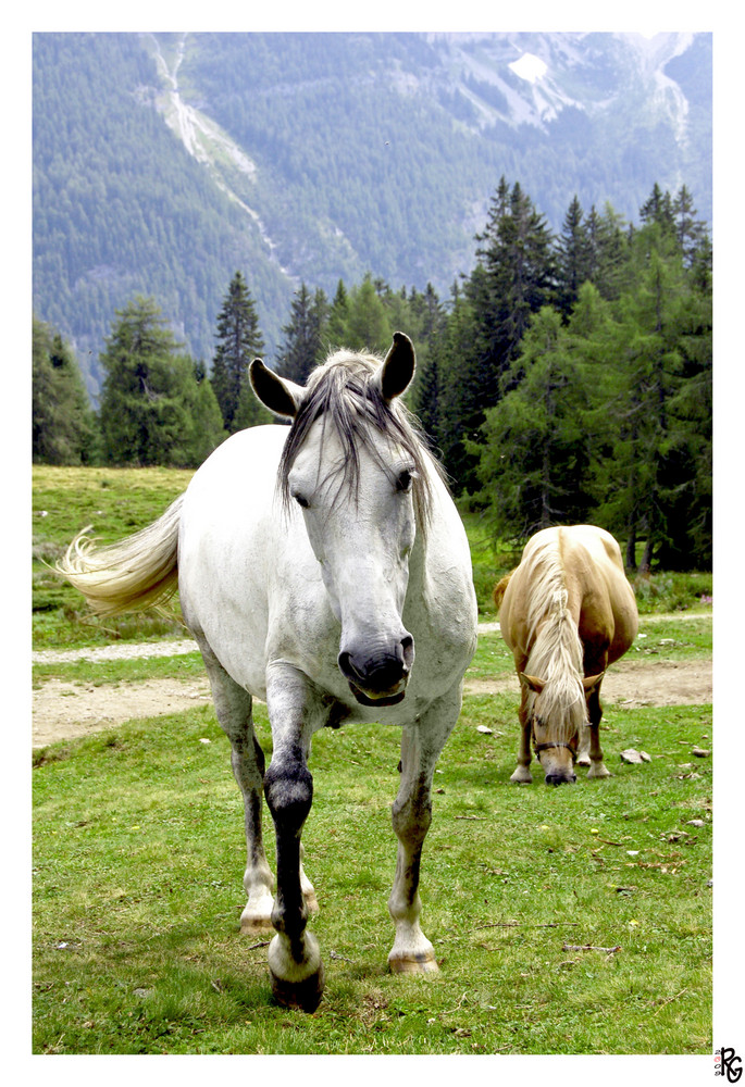 Pascolo di montagna