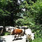 Pascolo Estivo in Val di Susa