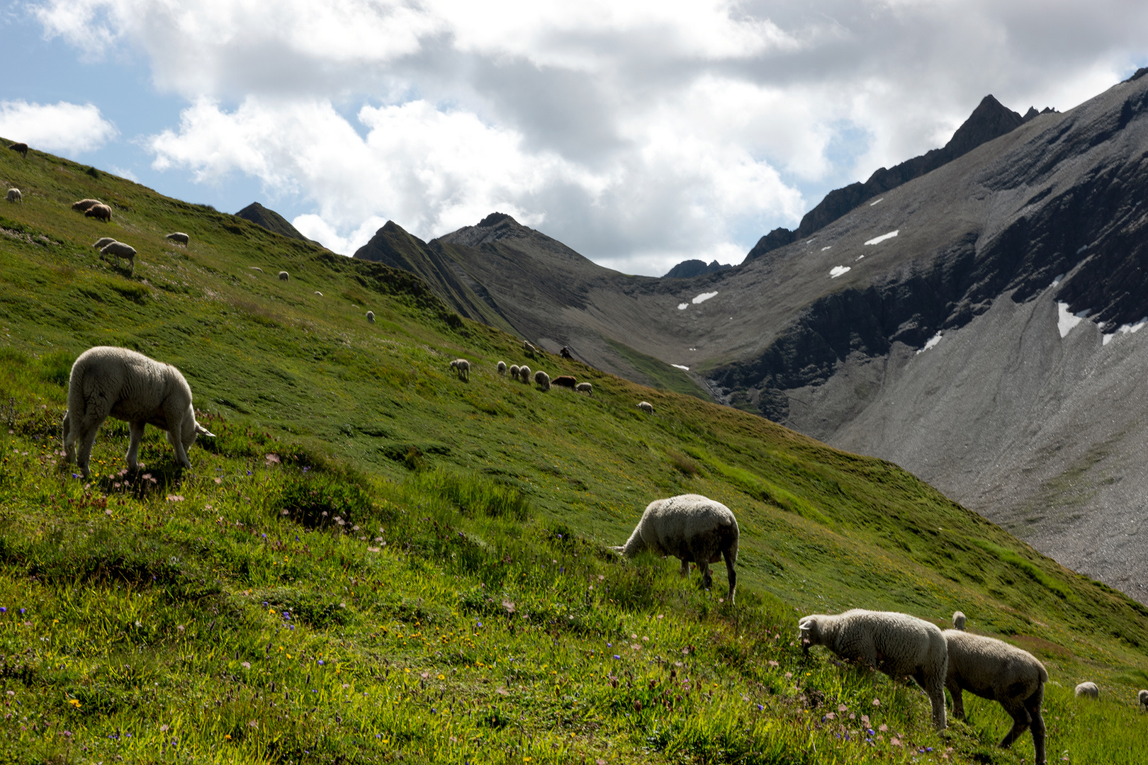 Pascolo in quota