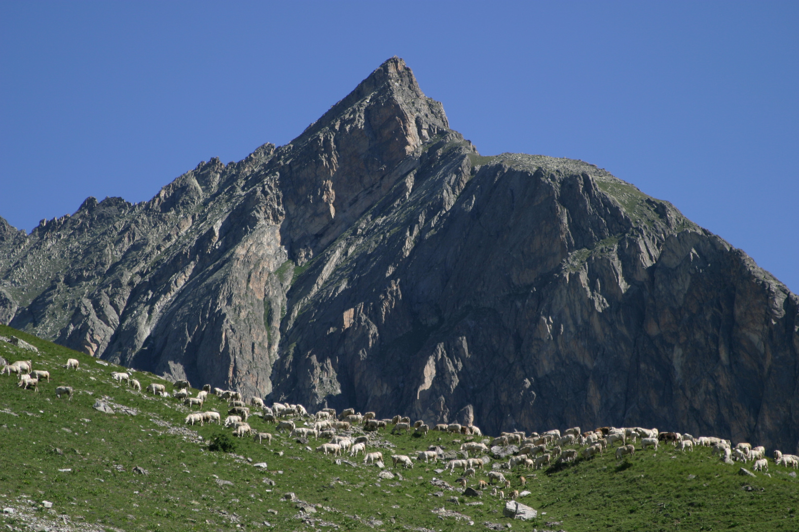 Pascolo in Valle Maira