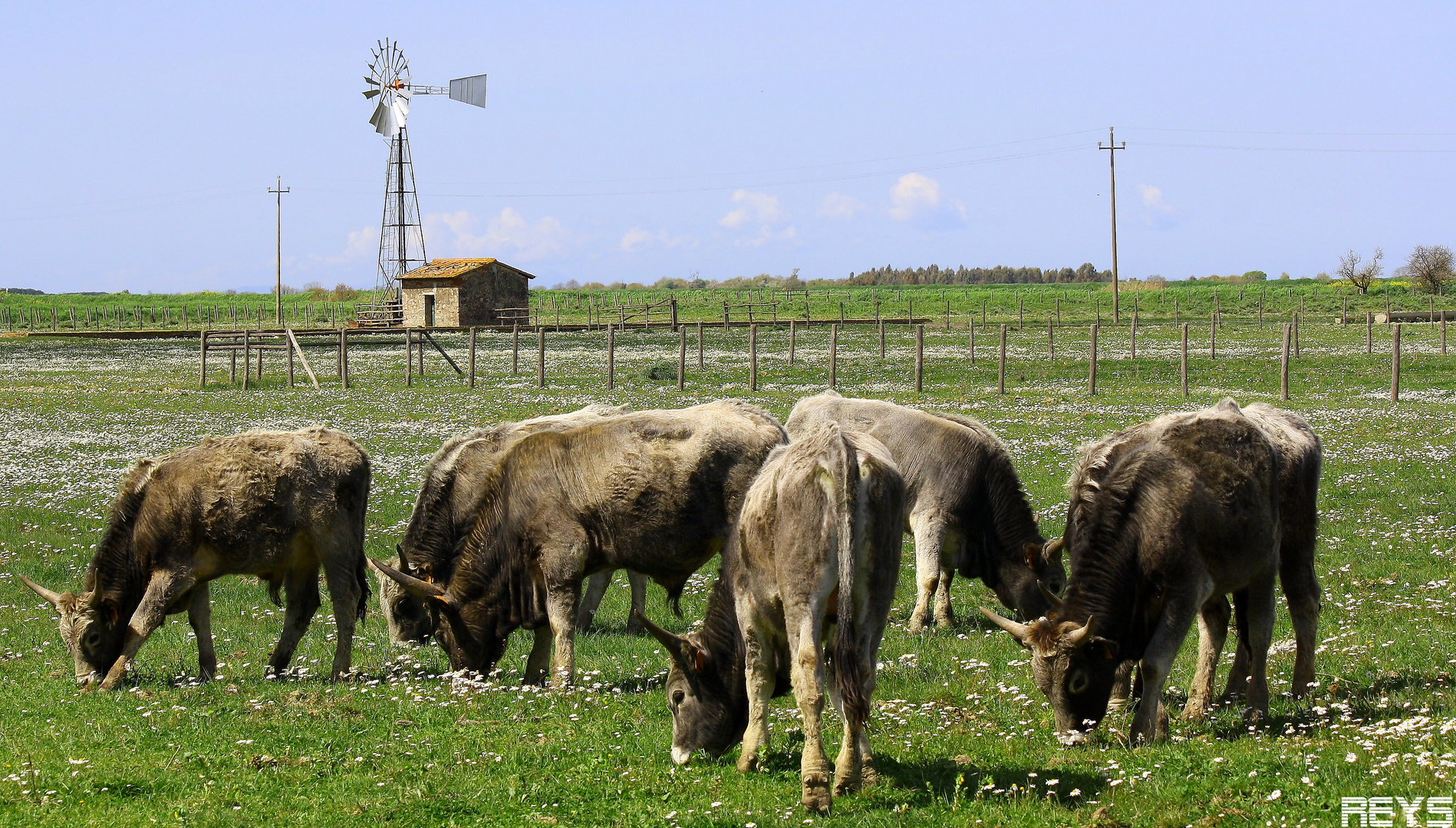 pascolo paradisiaco......