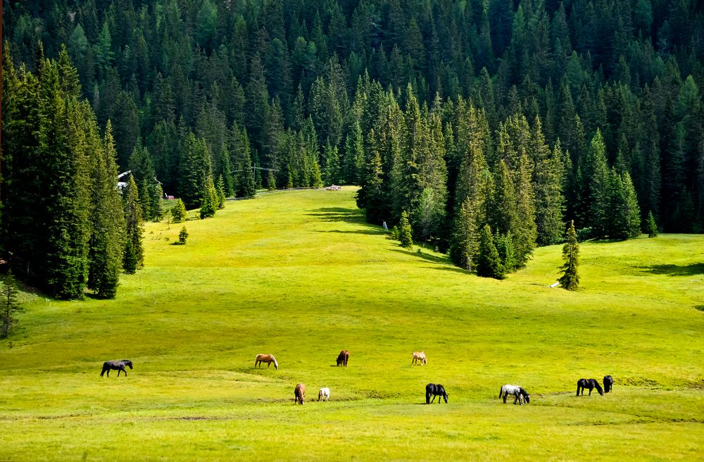 Pascolo sulle Dolomiti Foto Immagini paesaggi, montagna, natura Foto su Pascolo sulle Dolomiti Foto Immagini paesaggi, montagna, natura Foto su