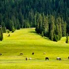 Pascolo sulle Dolomiti