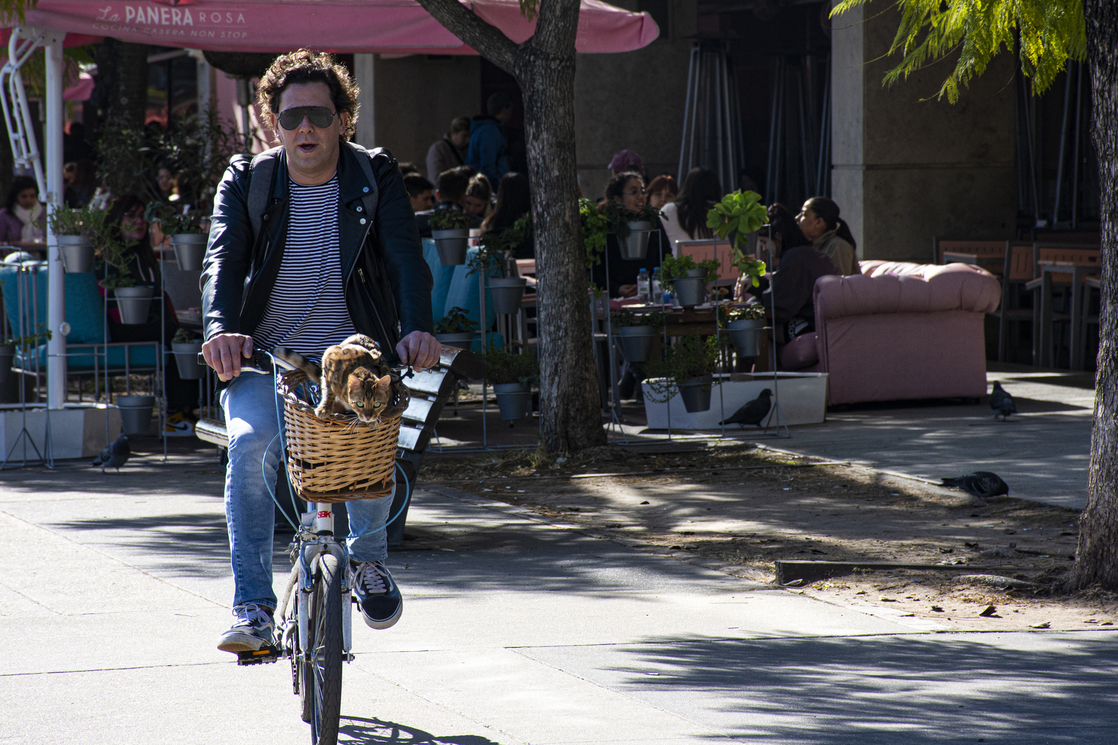 Paseando al gato