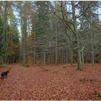 Paseando con Wicky-Emily por el bosque otoñal II (mit Wicky-Emily im Herbstwald II)