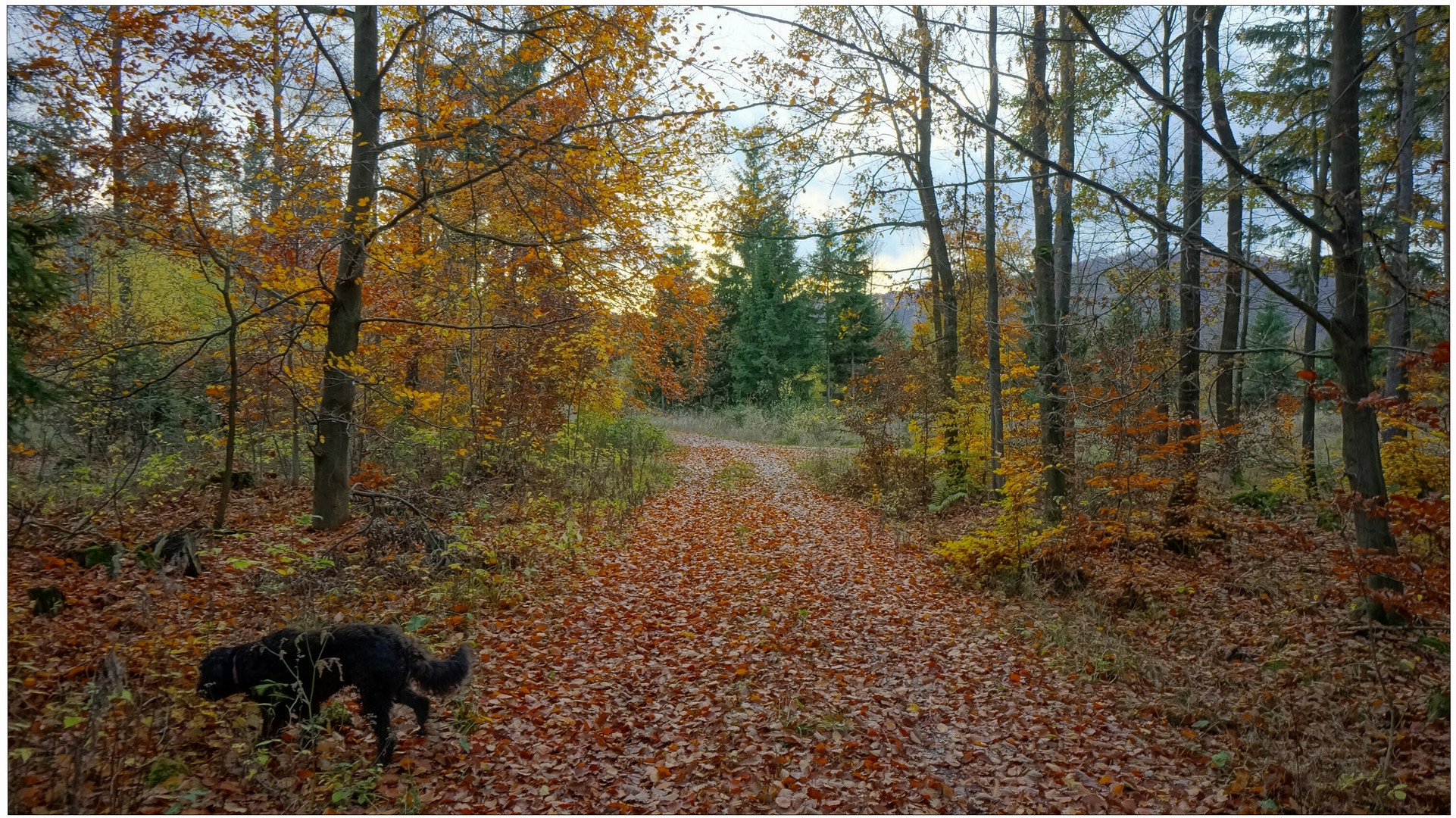 Paseando con Wicky-Emily por el bosque otoñal (mit Wicky-Emily im Herbstwald)