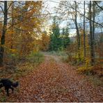 Paseando con Wicky-Emily por el bosque otoñal (mit Wicky-Emily im Herbstwald)