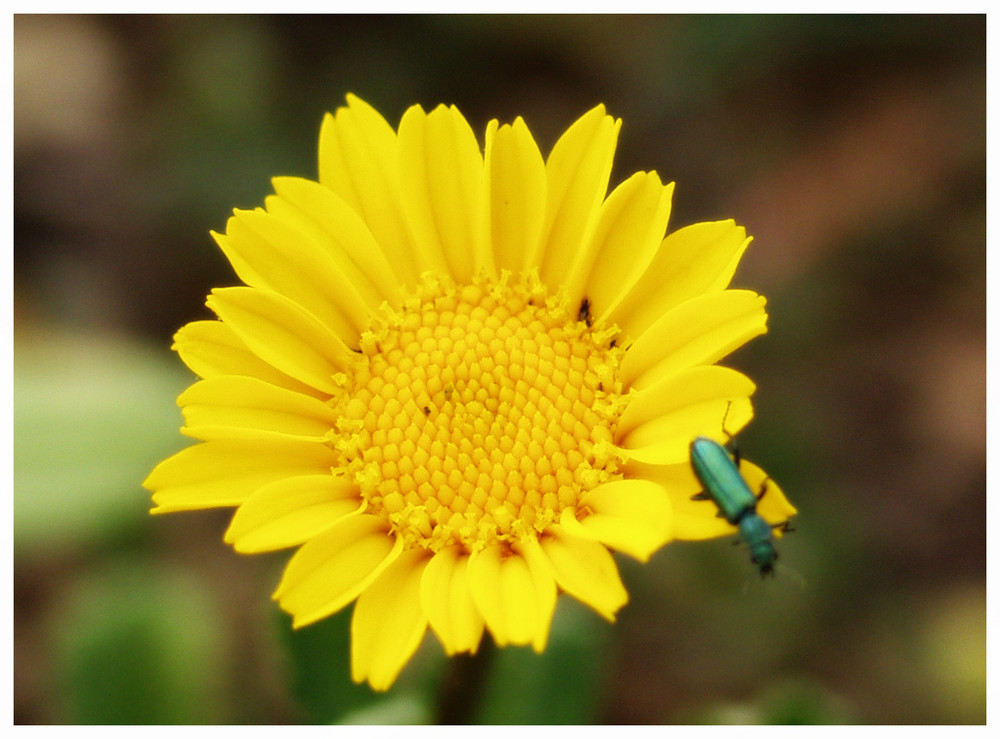 paseando en las flores