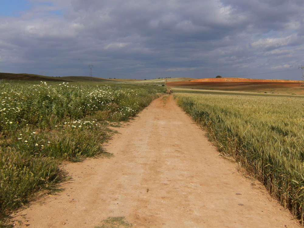 Paseando entre trigales