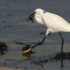 Paseando orgullosa la pesca