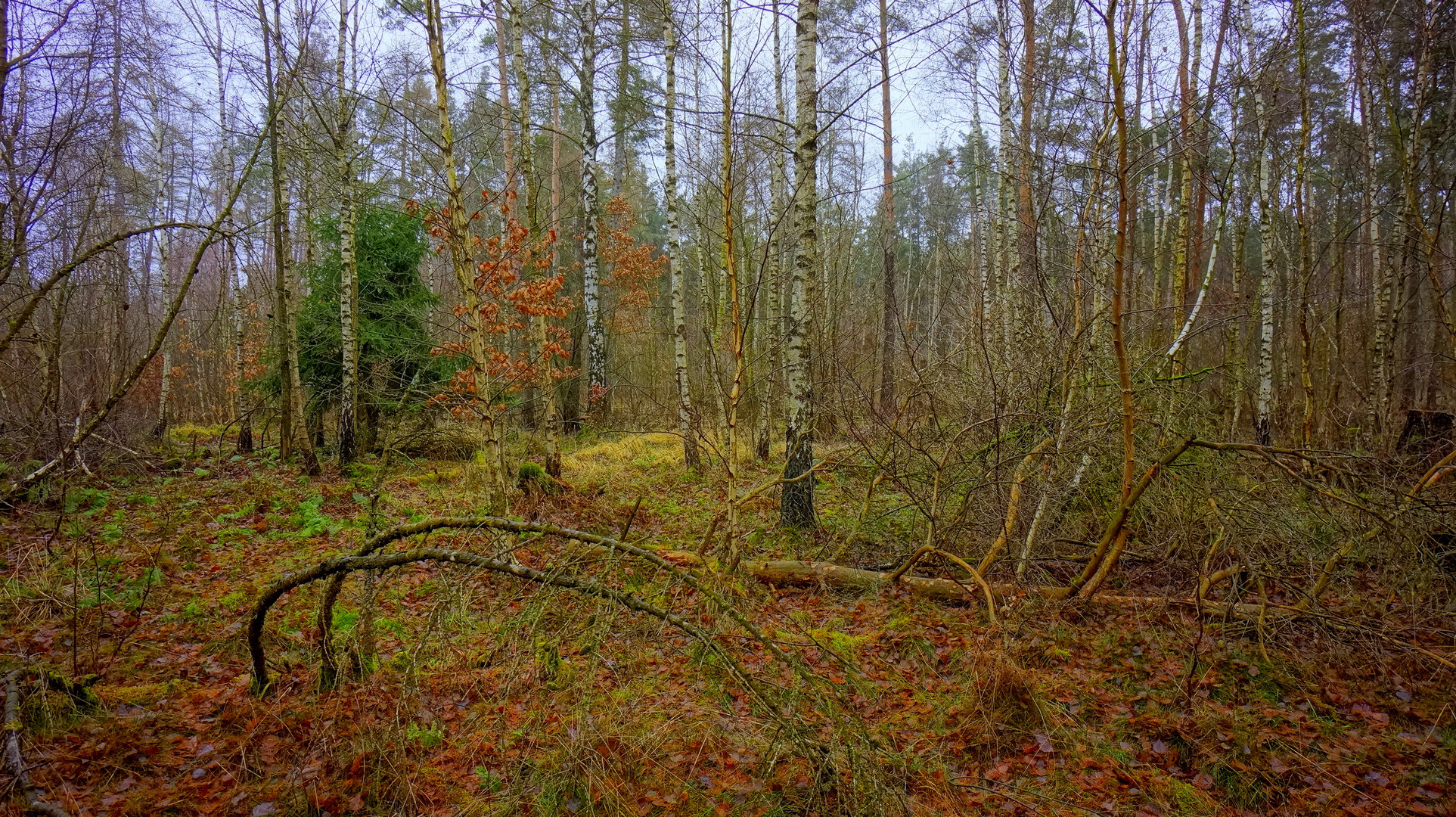 paseando por el bosque (im Wald)