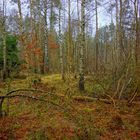 paseando por el bosque (im Wald)