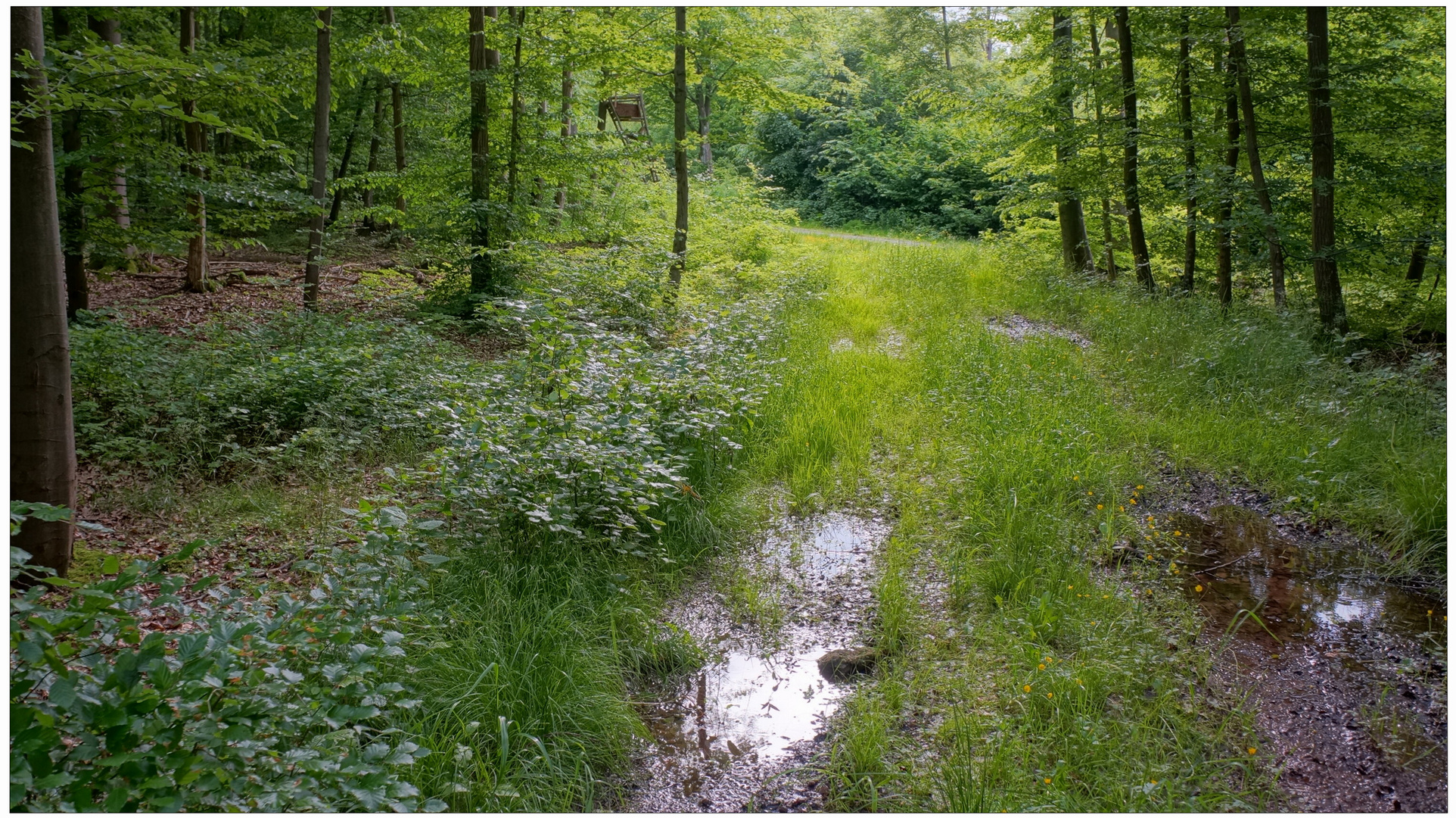 paseando por el bosque (im Wald)