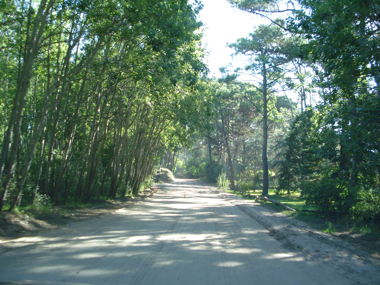 PASEANDO POR LOS MEDANOS