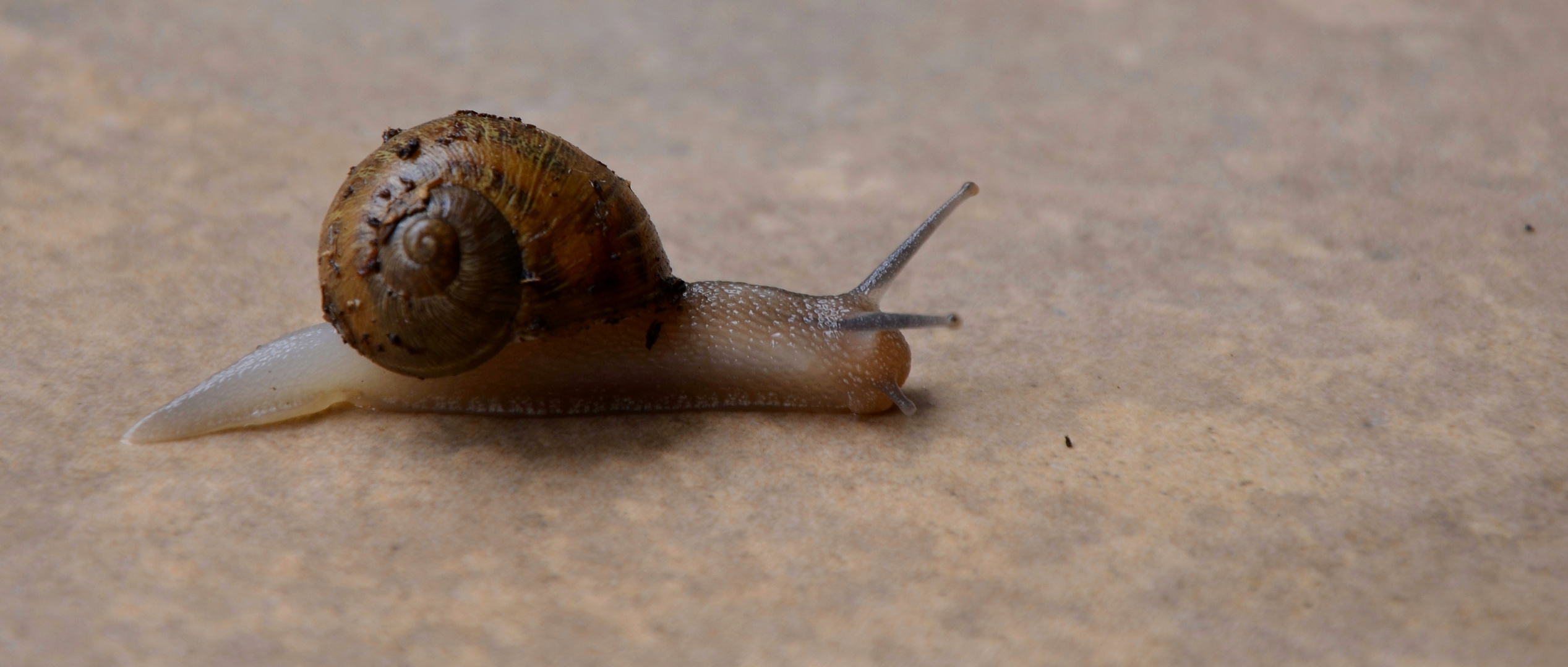 paseando por mi terraza lo encontré