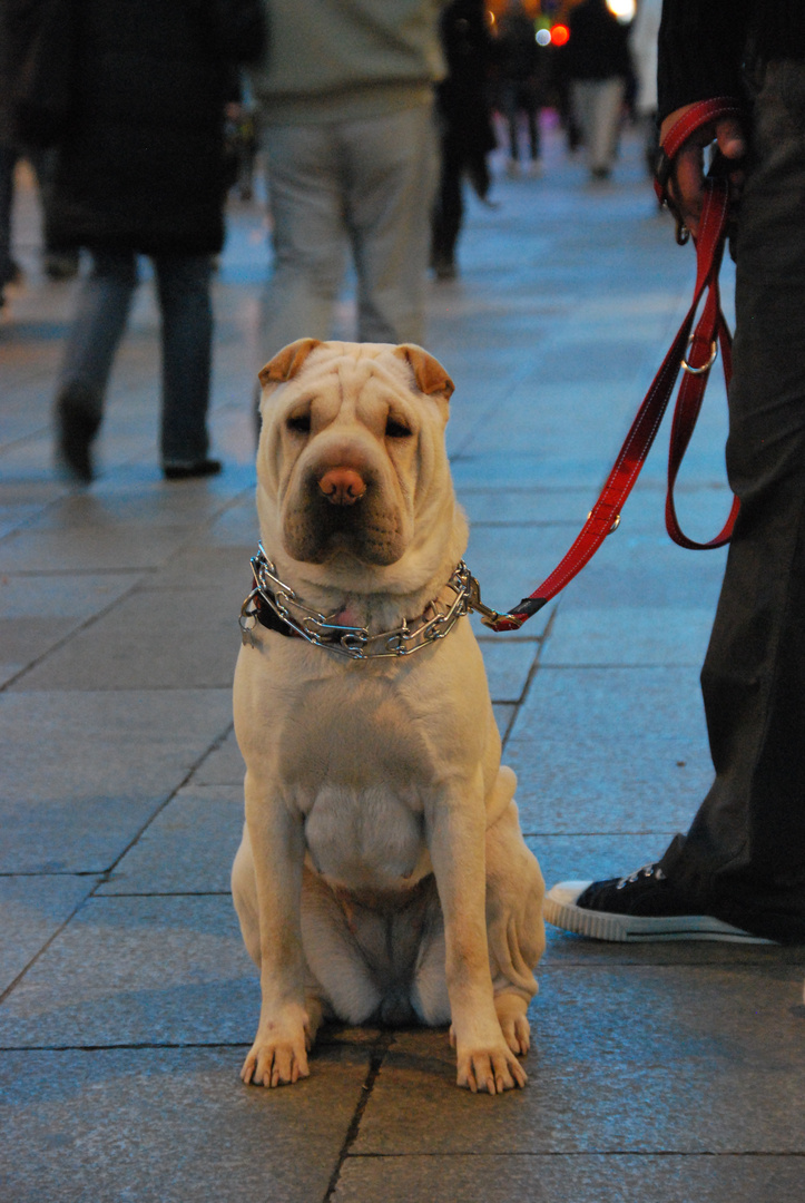 Paseando por Paseo de Gracia