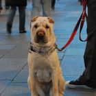 Paseando por Paseo de Gracia