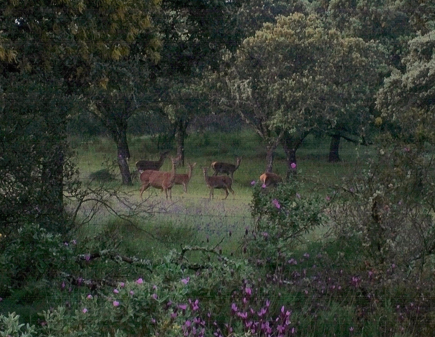 Paseando por Sierra Morena Andújar (Jaén)