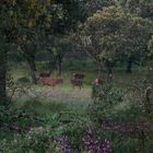 Paseando por Sierra Morena Andújar (Jaén)