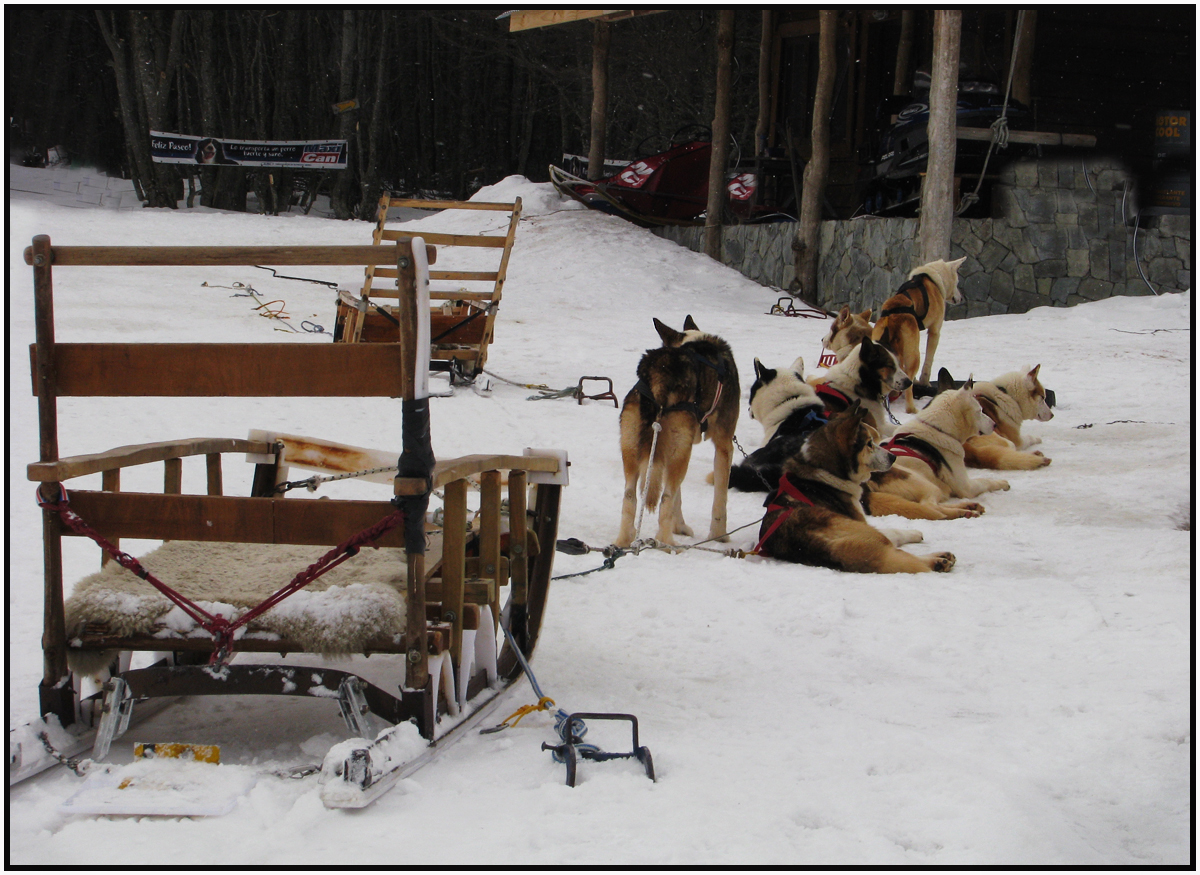 paseo canino.