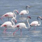 Paseo de Flamencos