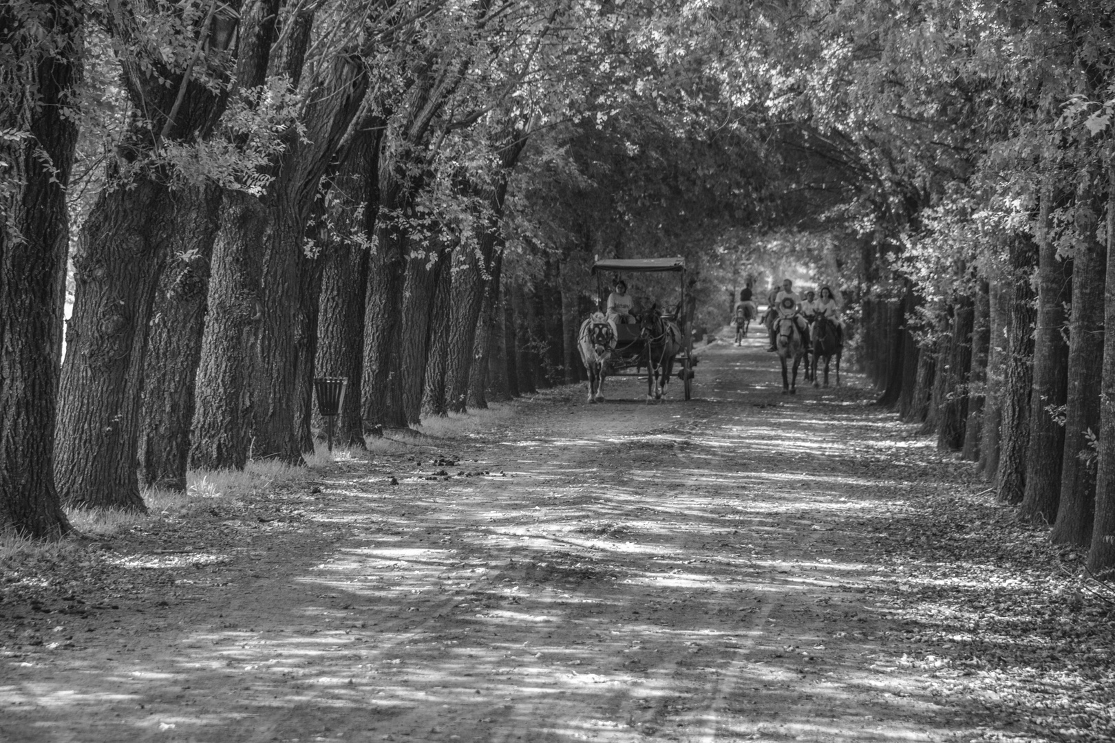 PASEO DE LA TARDE