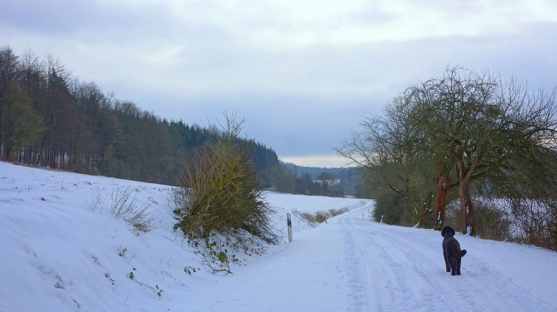 Paseo de Nochevieja con Wicky-Emily II (Silvesterspaziergang mit Wicky-Emily II)