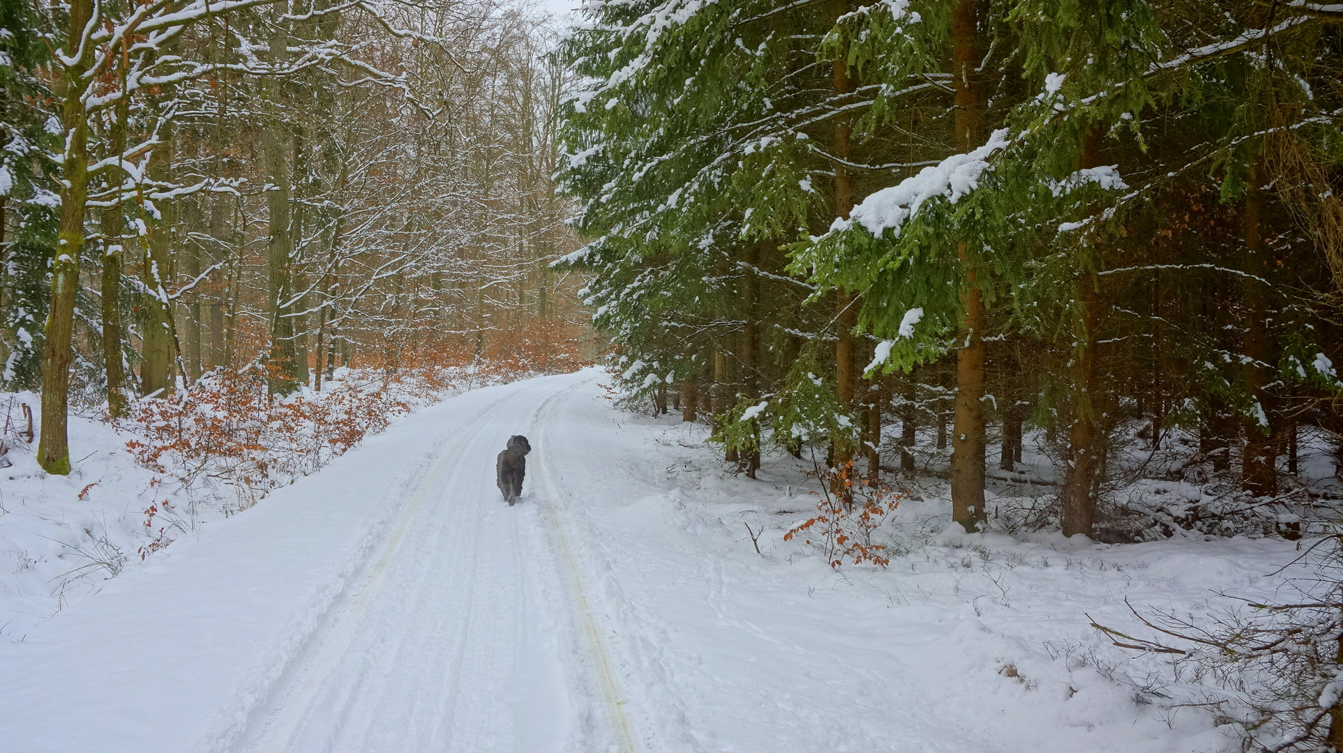 Paseo de Nochevieja con Wicky-Emily (Silvesterspaziergang mit Wicky-Emily)