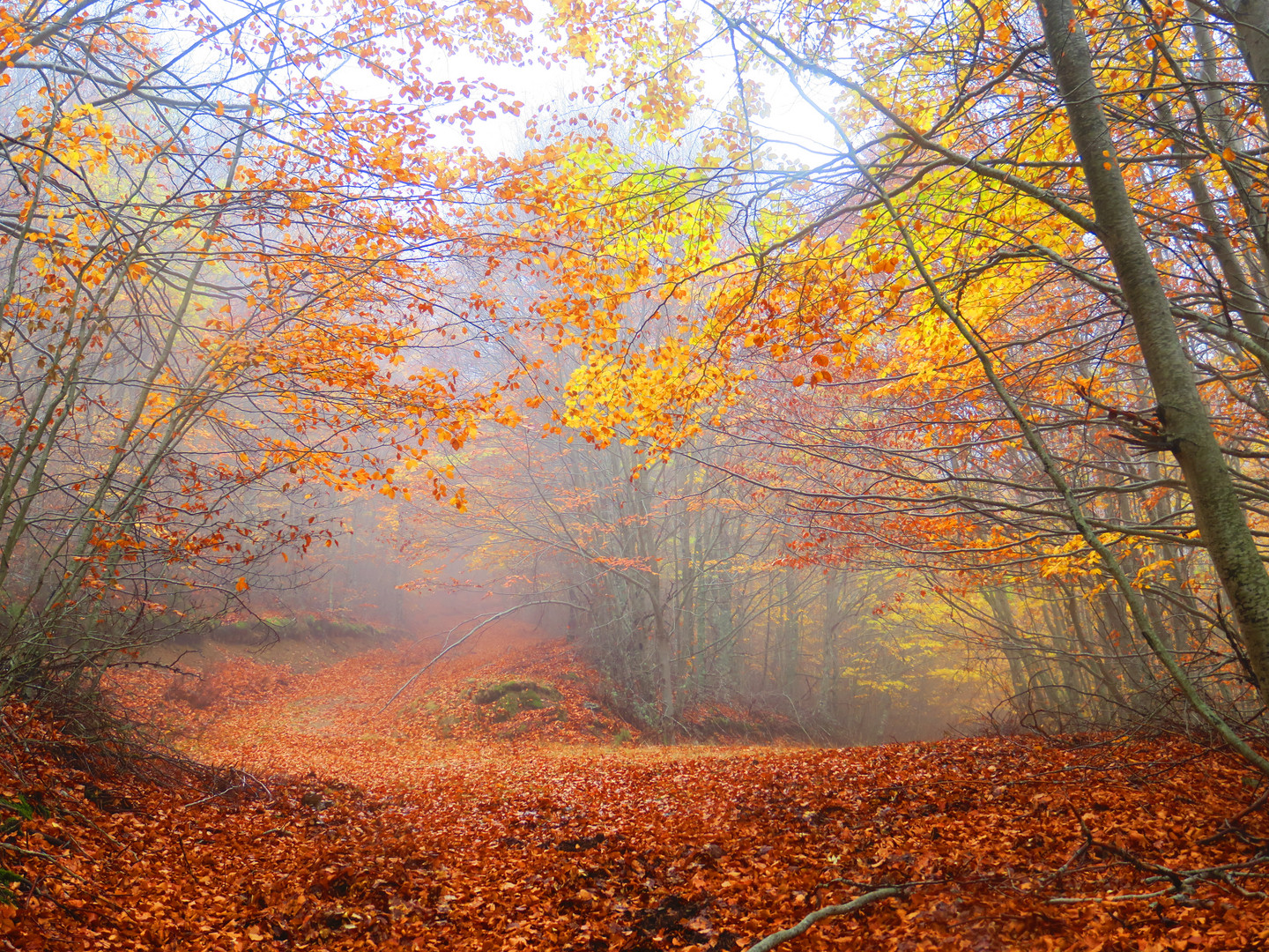 Paseo de otoño.