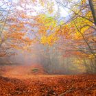 Paseo de otoño.