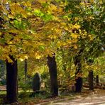 paseo del campo grande en otoño