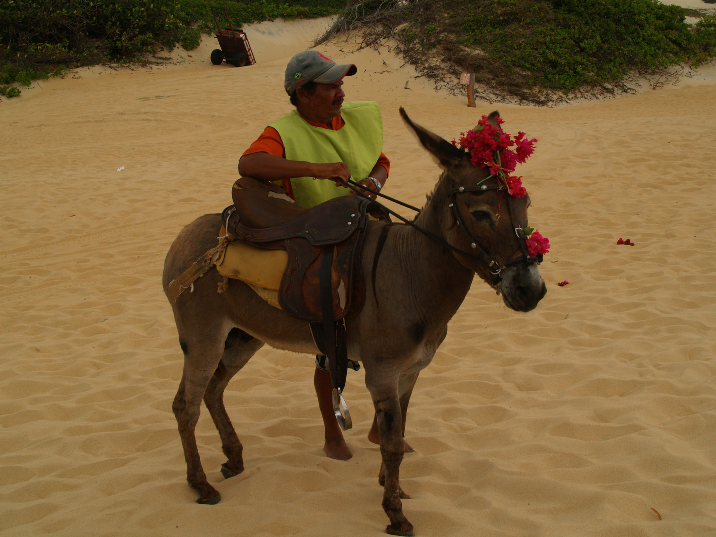 PASEO EN BURRO (Brasil 1)